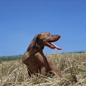 维希拉猎犬的品种介绍