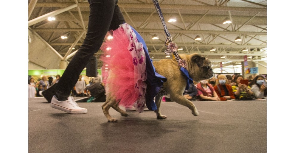 实拍：多伦多宠物狗时装秀，狗狗穿蕾丝裙戴宽檐帽，扮成贵妇