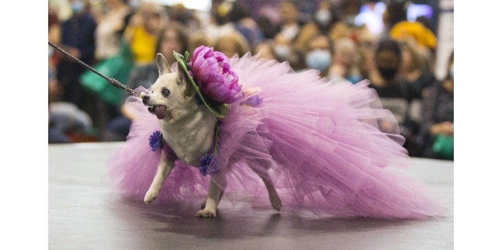 实拍：多伦多宠物狗时装秀，狗狗穿蕾丝裙戴宽檐帽，扮成贵妇