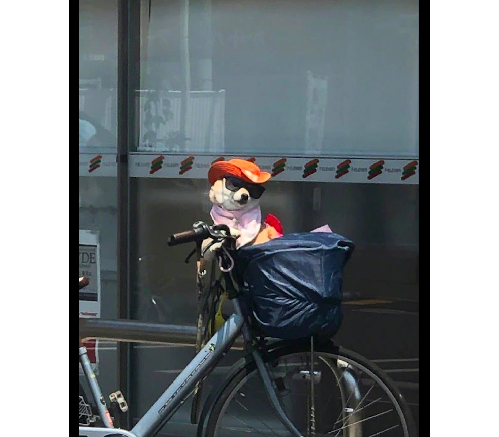 狗狗戴了帽子和墨镜，坐在自行车上非常有大佬风范，高攀不起呀