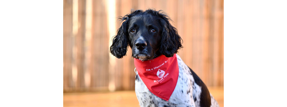 宠物狗也能献血：英国猎犬献血6年，相当于救了84条狗