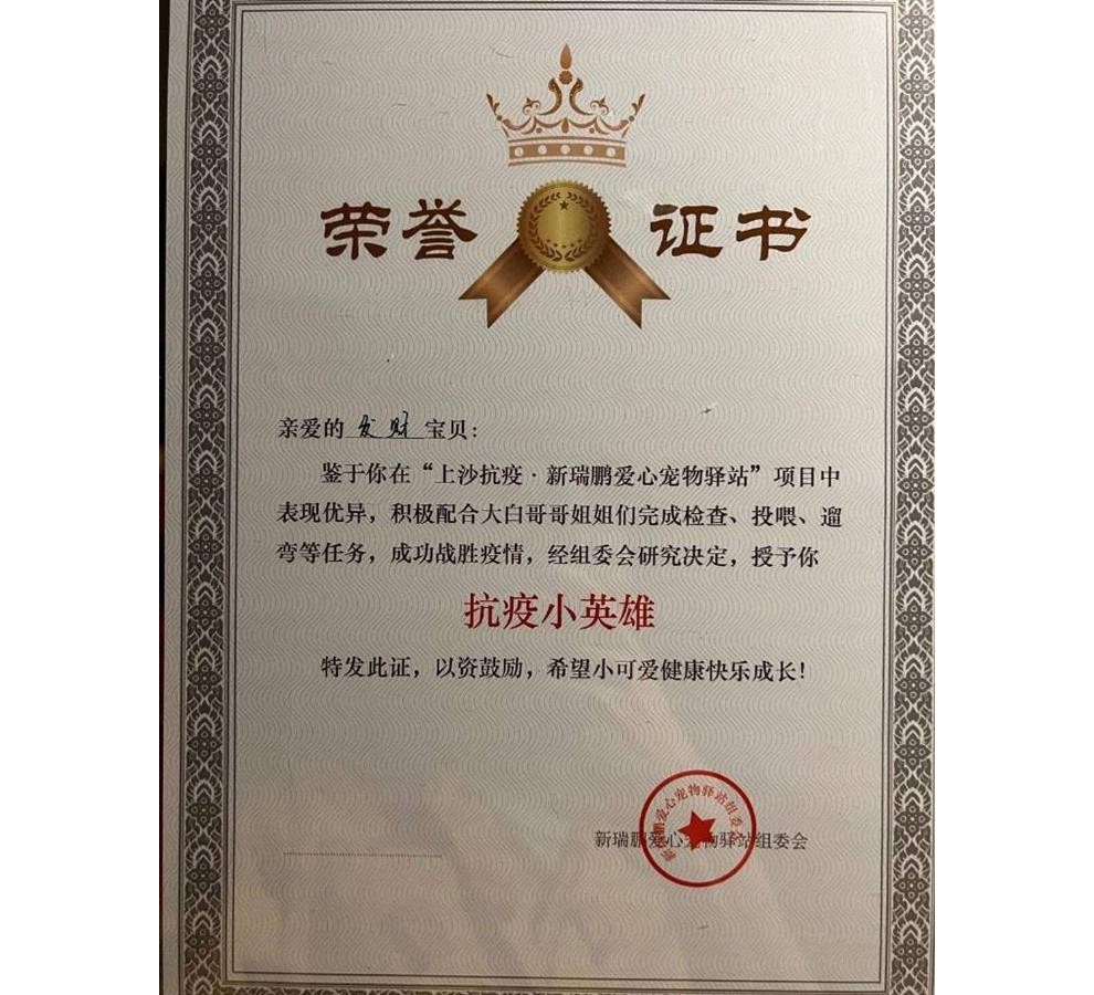 深圳201只宠物获“抗疫小英雄”荣誉证书，颁发者：想给隔离主人一个安慰