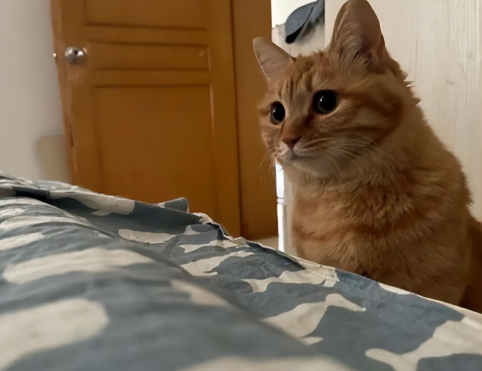 猫咪为什么每天早上会将主人叫醒？