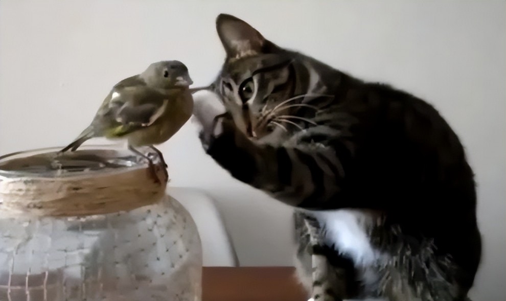 猫咪为什么会发出鸟叫声？