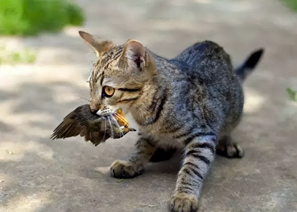 猫咪为什么会发出鸟叫声？