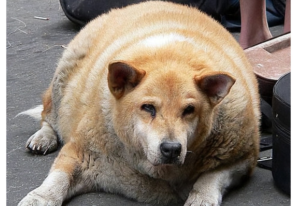 狗狗肥胖是一种病，如何才能健康减重？记住几个小窍门，不亏