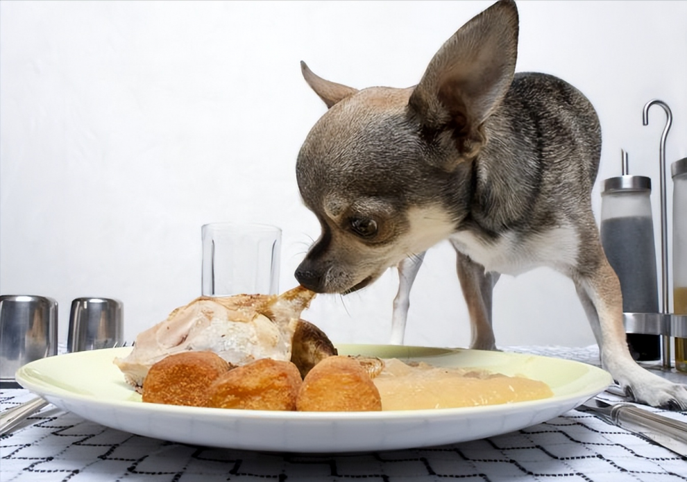 狗狗吃肉有多重要？即便已经接受狗粮，也要偶尔补肉